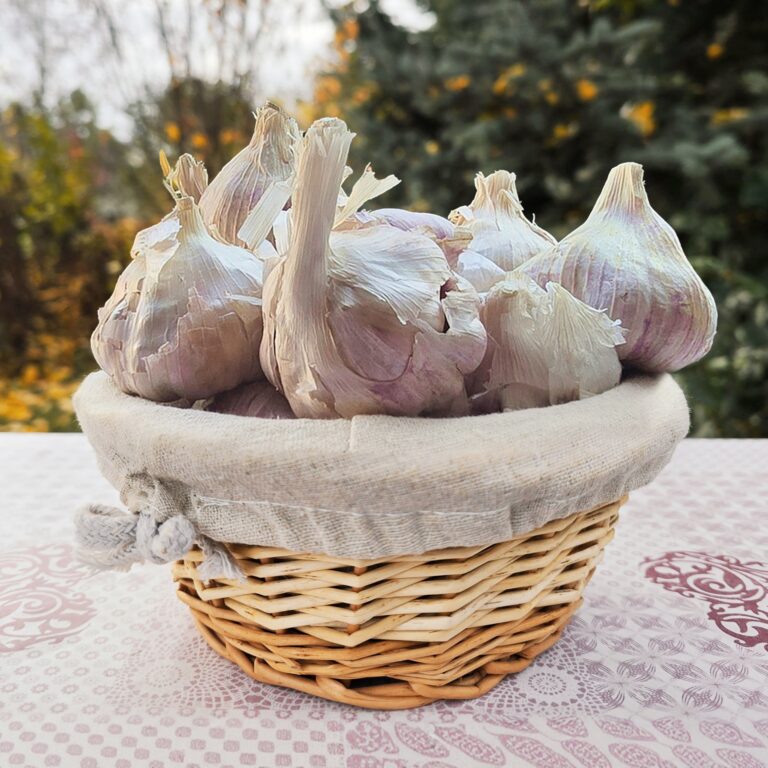 Cesnak zimny